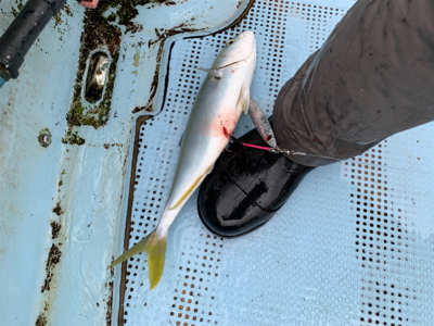 明石沖ジギング