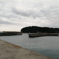 今日もサビキ！