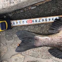 やっぱりハネには会えませんでしたが….