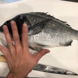 でぶチヌゲット