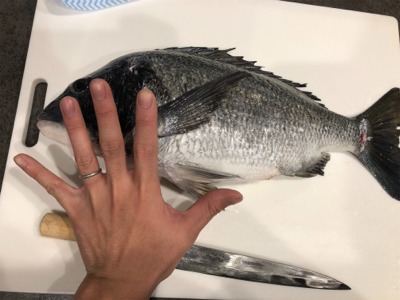 でぶチヌゲット