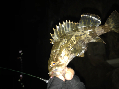 根魚の活性上がってます(^^)