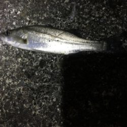 ライトゲームが面白いです