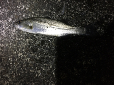 ライトゲームが面白いです