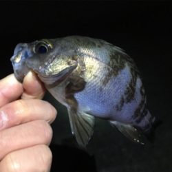 深夜のメバリング