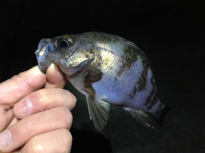 深夜のメバリング