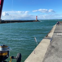 子鯵爆釣!たまに鰯。