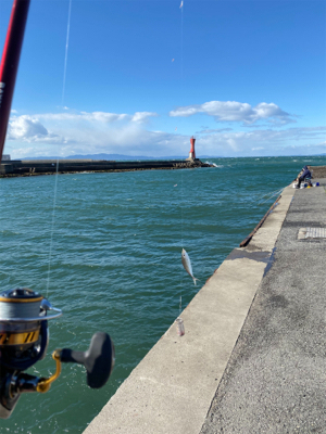 子鯵爆釣!たまに鰯。