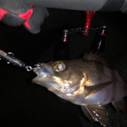 メバルプラッキング