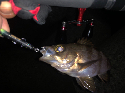 メバルプラッキング