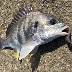 最高でしかないでしかし