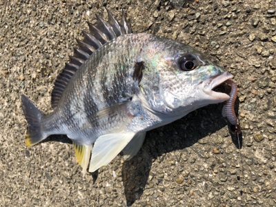 最高でしかないでしかし