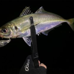 爆釣　アジプラッギング