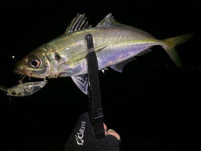 爆釣　アジプラッギング