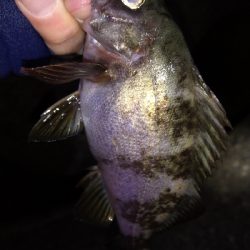 ナイトメバリング