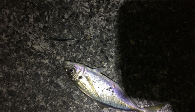 これこれ！これこそアジング！