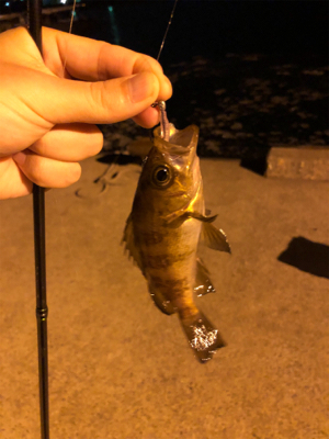 金曜夜のメバリング