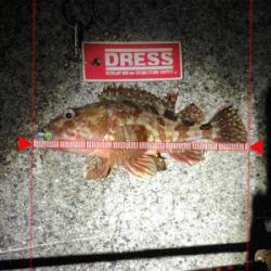 同じような釣果