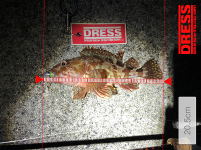 同じような釣果