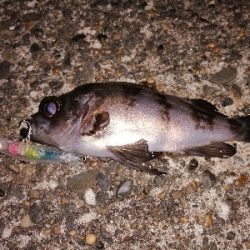 トゥイッチ強し