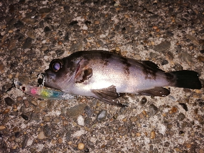 トゥイッチ強し