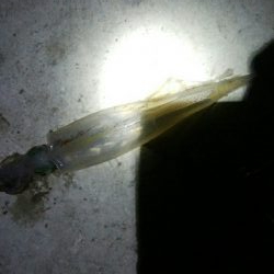 五目達成ならず・・・