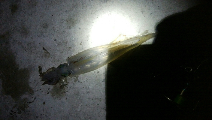 五目達成ならず・・・