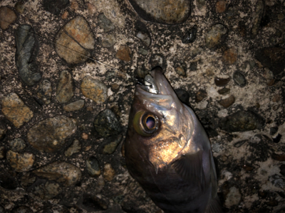 メバルのちヤリイカ