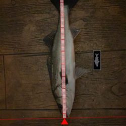 一瞬の入れがかり