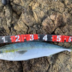 久しぶりのハマチ