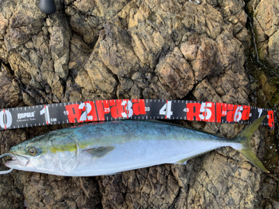 久しぶりのハマチ