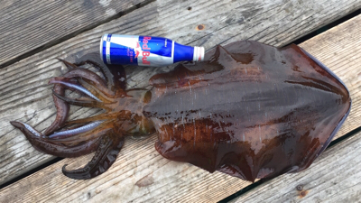 つりぴぃぽぉ釣果