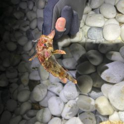 メバルはお留守