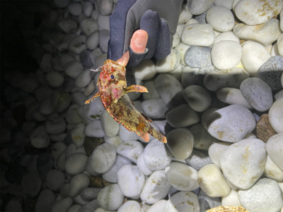 メバルはお留守