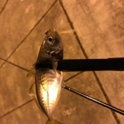 メバルを求めて⑦