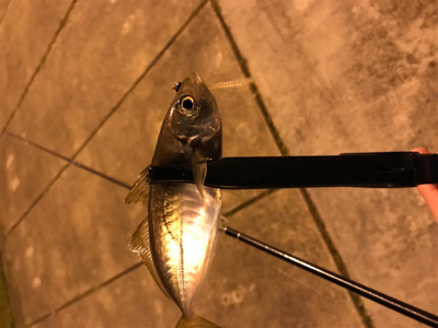 メバルを求めて⑦