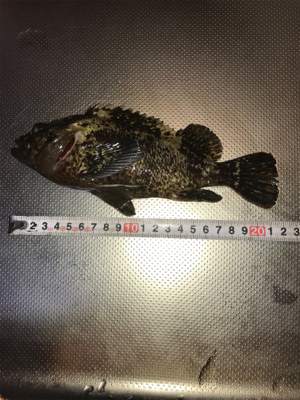 メバリングのつもりがガシリング