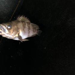 岩船港でメバリング