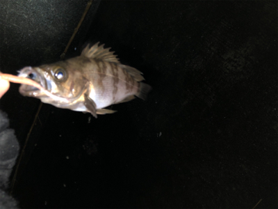 岩船港でメバリング