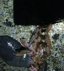 カサゴ2匹　めざせ！200pt！！