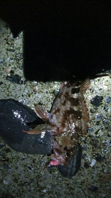 カサゴ2匹　めざせ！200pt！！