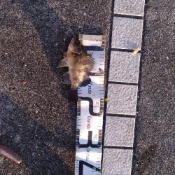 2/1釣果メバルアジガシラフグ