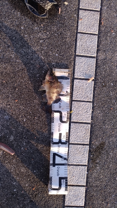 2/1釣果メバルアジガシラフグ