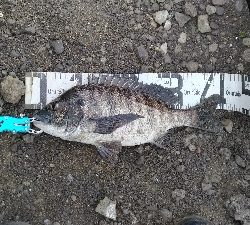 2/15釣果タチウオ1メートルありました!