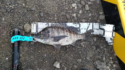 2/15釣果タチウオ1メートルありました!