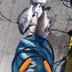 2/23釣果マリーナシティめちゃくちゃデカアジ釣れました！