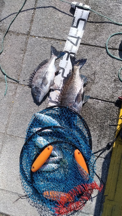 2/23釣果マリーナシティめちゃくちゃデカアジ釣れました！