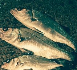 ヒラスズキ爆釣！！暴風雨釣行w