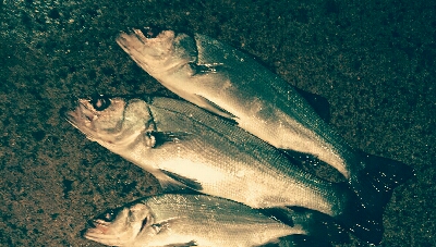 ヒラスズキ爆釣！！暴風雨釣行w