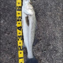 シーバスGETだぜ!